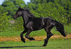 흑마 黑馬